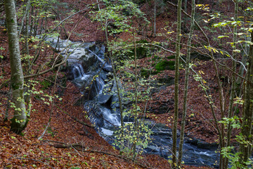 Mountain stream in the forest