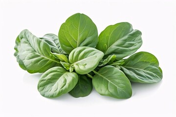 Fototapeta premium Fresh green leaves isolated on white background.