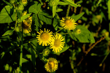 The wild swirling flowers blooming in the fields, the beauty of nature