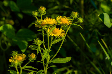 The wild swirling flowers blooming in the fields, the beauty of nature