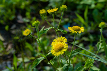 The wild swirling flowers blooming in the fields, the beauty of nature