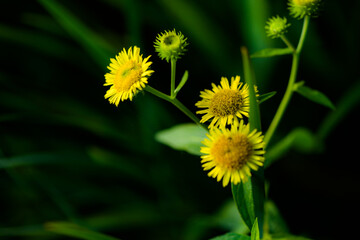 The wild swirling flowers blooming in the fields, the beauty of nature