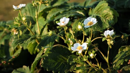 Blooming strawberry plant. Lots of beautiful white flowers of flowering strawberries in high bed of home gardening. Growing of berries. Fresh green leaves of blossoming bushes. Beauty in nature
