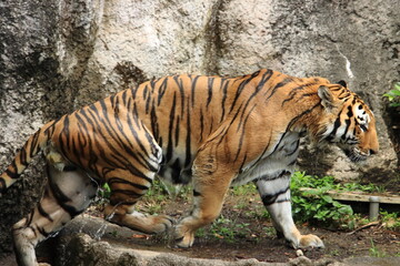 水浴びをするトラ