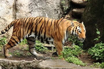 水浴びをするトラ