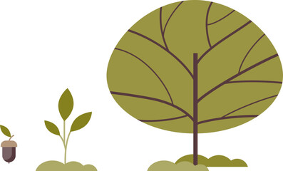 Illustration of tree growth stages from seed to mature tree.