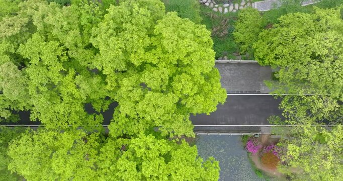 Summer scenery of Wuhan East Lake Scenic Area