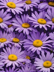 Fototapeta premium bouquet of colorful asters