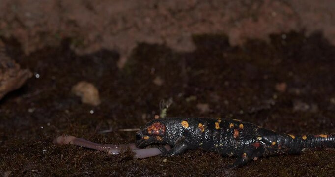 salamander chasing earthworm