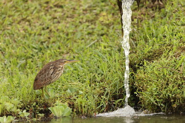 The cinnamon bittern (Botaurus cinnamomeus) or chestnut bittern is a small Old World bittern, breeding in tropical and subtropical Asia from India east to China and Indonesia. 