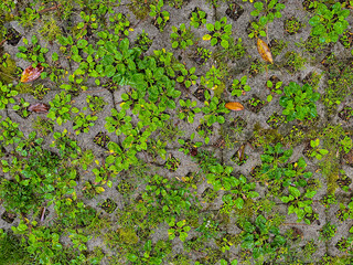 Green plants grow through a concrete grid, forming a textured pattern where nature overcomes man-made structures. The image captures the resilience of life against the hard surface.