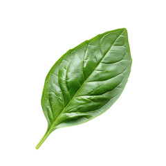 Obraz premium Basil leaf isolated on a transparent background. PNG file.