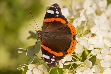 ein Schmetterling mit namen admiral auf einer Hortensienblüte