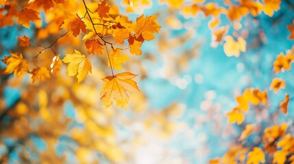 Obraz premium Golden maple leaves hang gracefully from a tree branch, contrasting beautifully against the blue sky and yellow trees, capturing the essence of fall with vibrant colors and patterns