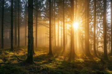 Fototapeta premium A serene scene of sunlight peeking through the leafy canopy in a forest, perfect for nature-inspired backgrounds or illustrations