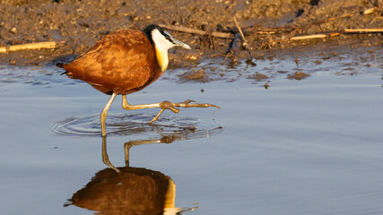 African Jacana (Grootlangtoon) (Actophilornis africanus) near Lower Sabie, Kruger National Park, Mpumalanga, South Africa