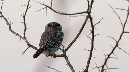 Pearl-spotted Owlet (Witkoluil) (Glaucidium perlatum) near Crocodile Bridge in the Kruger National Park, Mpumalanga, South Africa