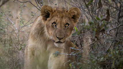 Young lion (Panthera leo) near Crocodile Bridge in the Kruger National Park, Mpumalanga, South Africa