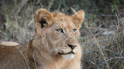 Naklejka premium Young lion (Panthera leo) near Crocodile Bridge in the Kruger National Park, Mpumalanga, South Africa