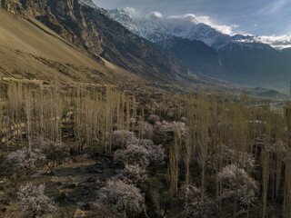 Aerial view of Ultar peak and apricot trees blooming, Aliabad, Hunza Valley, Gilgit Baltistan, Pakistan, Karakoram range o the Himalayas