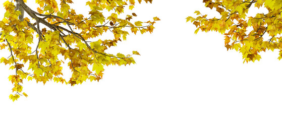 autumn leaves isolated on white background