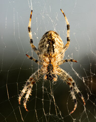 large spider on web as background.