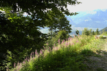 Flora of Mount Vetriolo, Levico Terme, Trentino Alto Adige, Italy