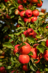 Ripe Red Apples on Tree Branch with Lush Green Leaves in Sunlit Orchard During Harvest Season