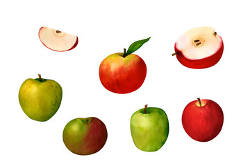 Juicy green and red apple, watercolor realistic botanical illustration, for prints, invitations, postcards dedicated to the autumn holidays Thanksgiving, harvest festival, farmer's market, kitchen