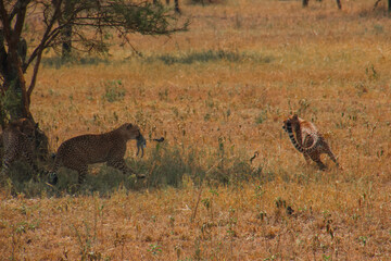 Three Young Cheetahs Play After Hunting 