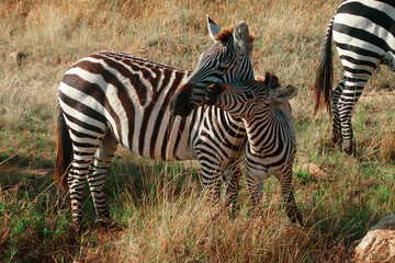 Cute Baby Zebra Plays With His Mom In Africa