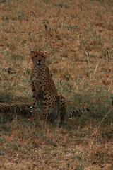 Young Cheetah Looking At The Camera 