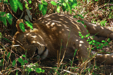 Young Lion Sleeping Under The Shade
