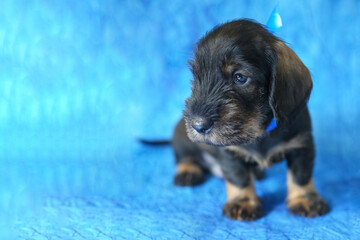 A puppy of the long-haired dachshund breed on a blue background, age 1 month