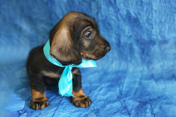 A puppy of the long-haired dachshund breed on a blue background, age 1 month
