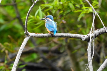 枝に止まるカワセミ