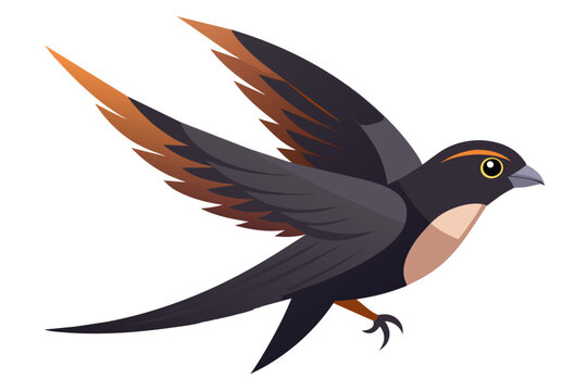 recommend clip art: Beautiful swift bird different posture vector art illustration 
