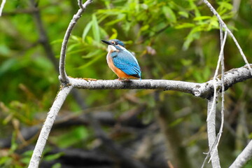 枝に止まるカワセミ