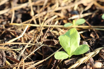 A small green plant is sprouting and growing out of the ground
