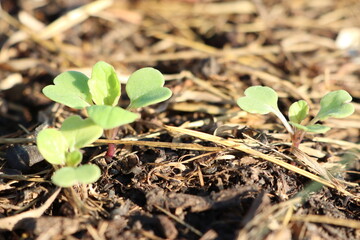 This is a closeup view of a small plant growing right out of the ground