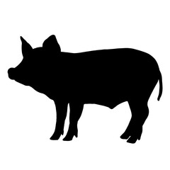 pig black silhouette illustration hand drawing
