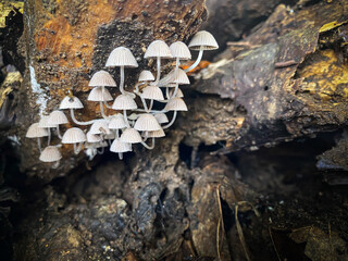 White colored forest fungi colony growing on dead tree trunks. Group of wood mushrooms live on rotten wood in the forest. Concept for biology and biodiversity.
