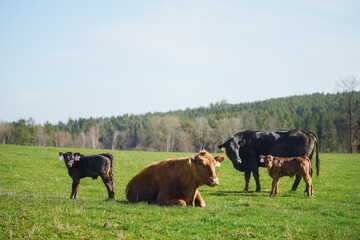 Cows and calves grazing on green pasture
