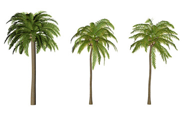 Obraz premium Coconut and palm tree 3D set of 3