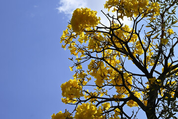 yellow autumn leaves