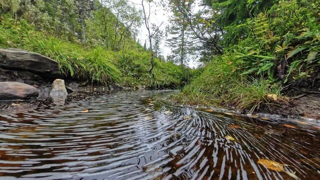 Close by the water in Bymarka, Trondheim, Norway