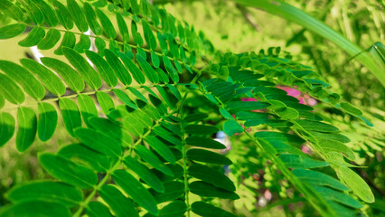Close-Up of Caesalpinia Pulcherrima's Delicate Green Leaves