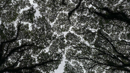 Detailed Tree Branches Viewed from Below in Djawatan Garden © DikDana31