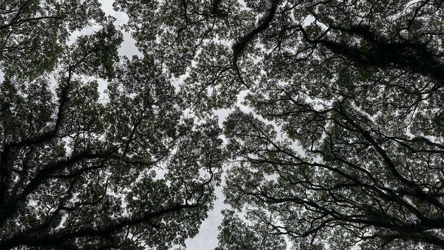 Detailed Tree Branches Viewed from Below in Djawatan Garden