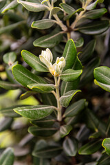 Metrosideros excelsa pertenece a la familia Myrtaceae.